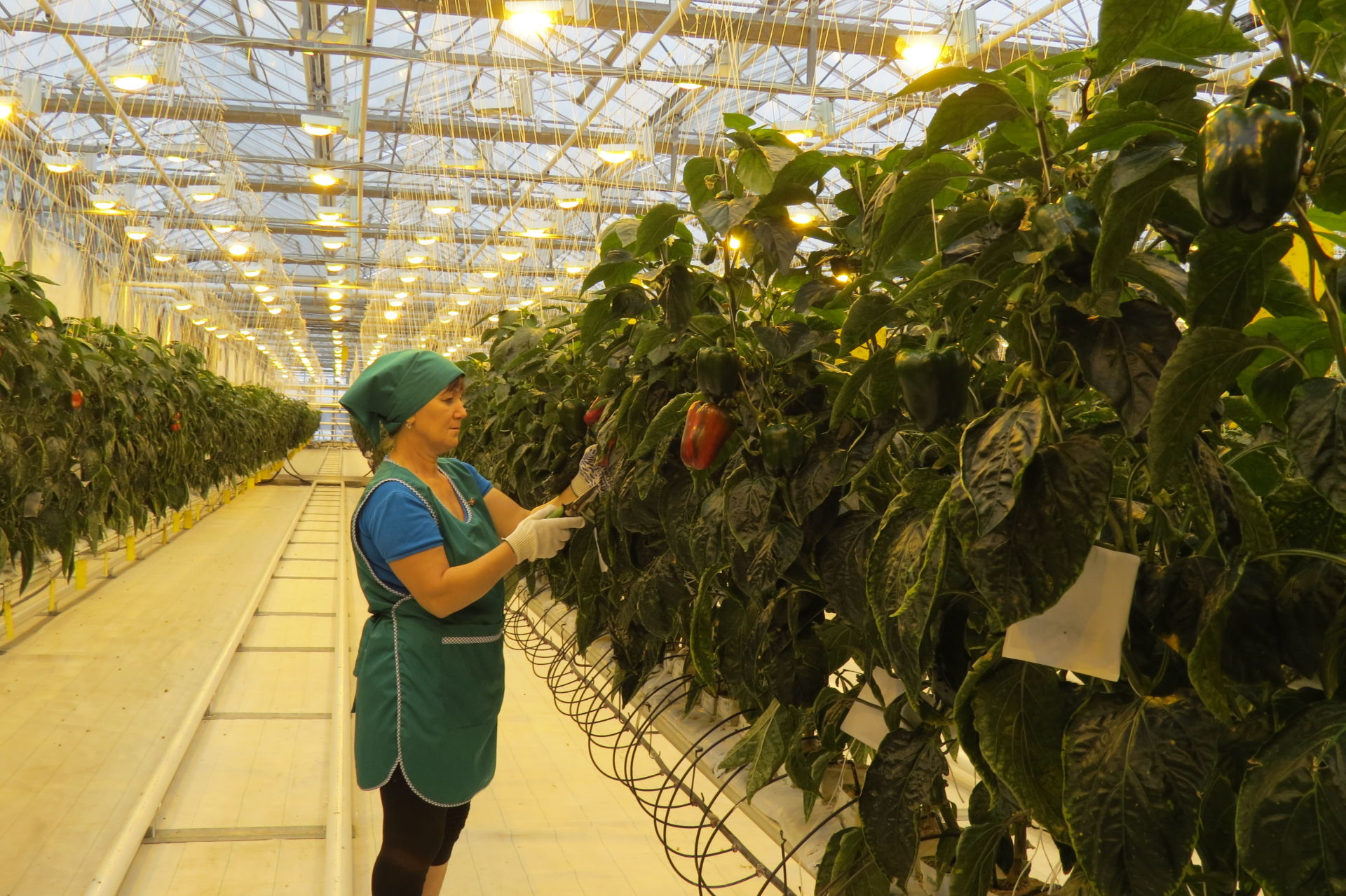 Министерство сельского хозяйства и продовольствия Республики Татарстан поздравляет работников агропромышленного комплекса со 100-летием ТАССР