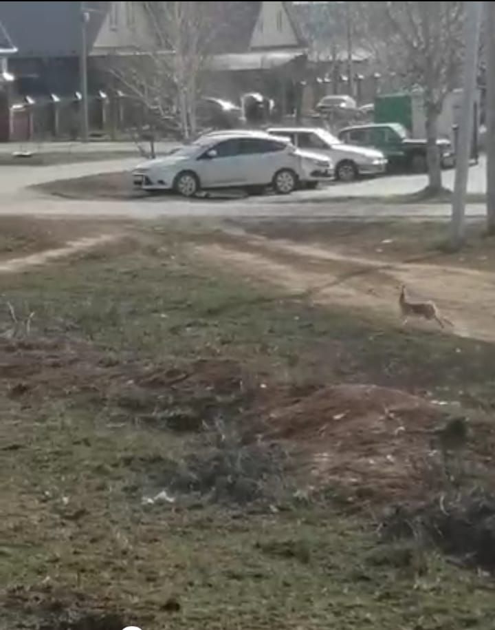 Арча урамында куян... (ВИДЕО)
