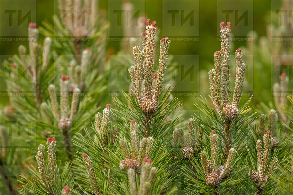 Наратның бөресе дә, ылысы да шифалы