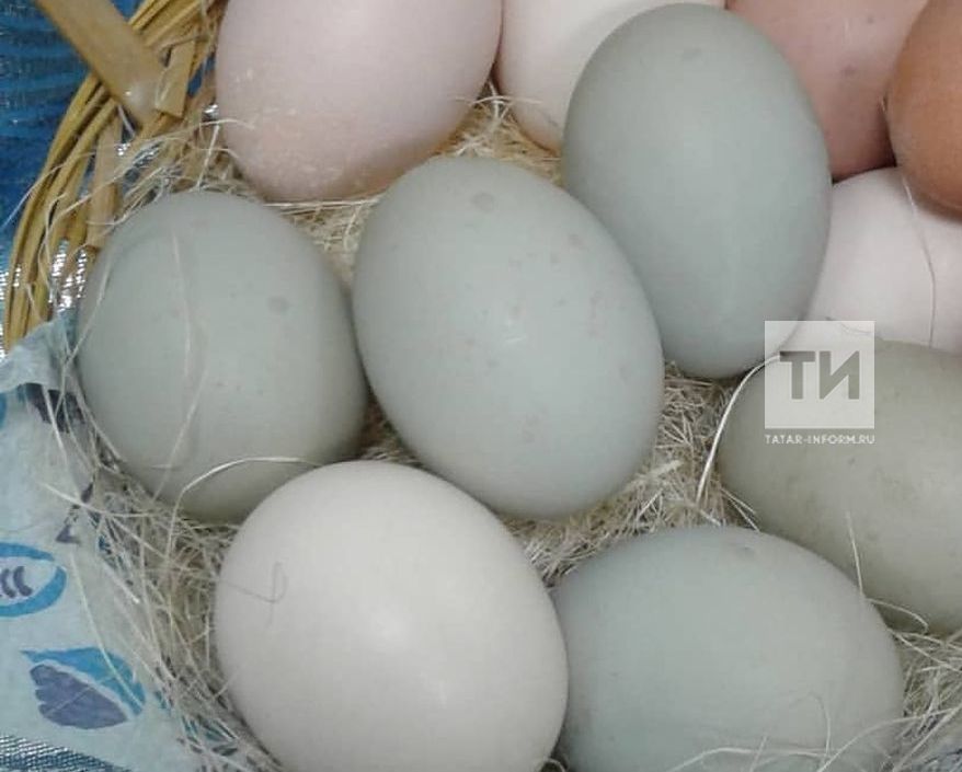 Тән пешкәндә чи йомырка сөртергә кирәк: йомырканың файдасы турында