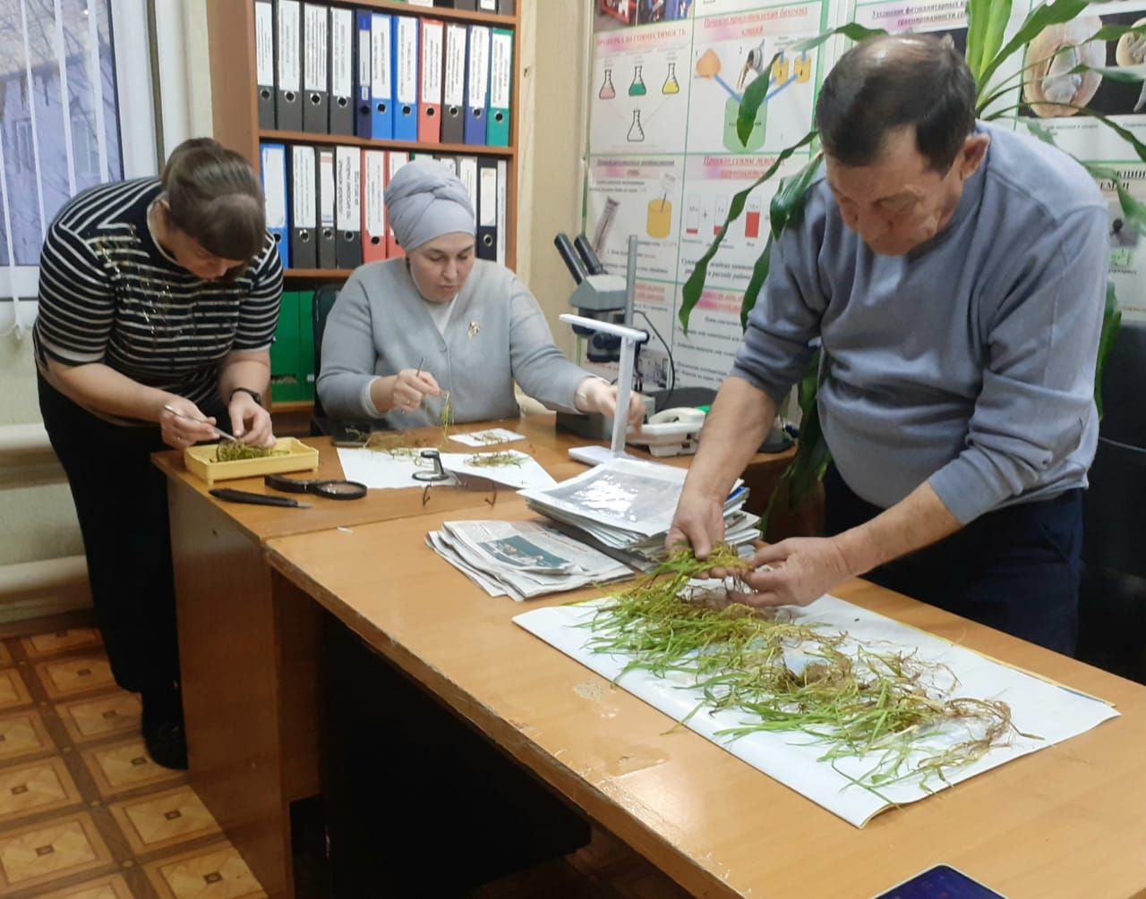 Басуларда ни хәл?
