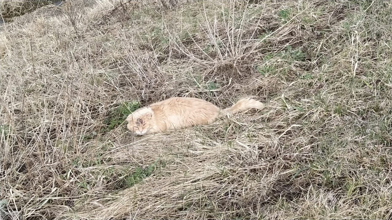 Казансу паркын песиләр ярата...