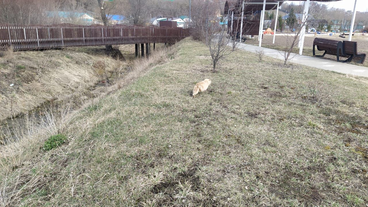 Казансу паркын песиләр ярата...
