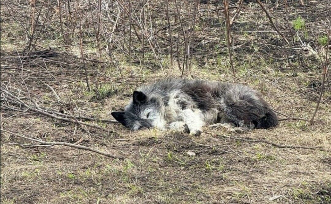«Көлгә әйләнгән йорт нигезеннән китми»: Хатикога тиң эт янгында һәлак хуҗасын көтеп яши
