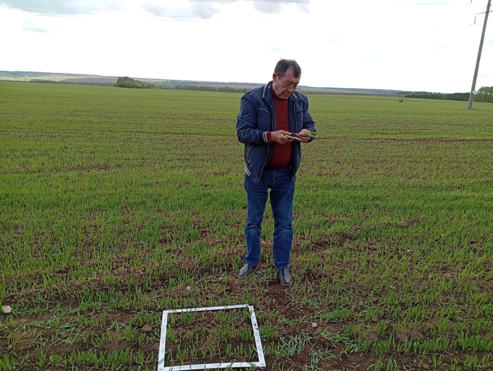 Басуларда нихәл