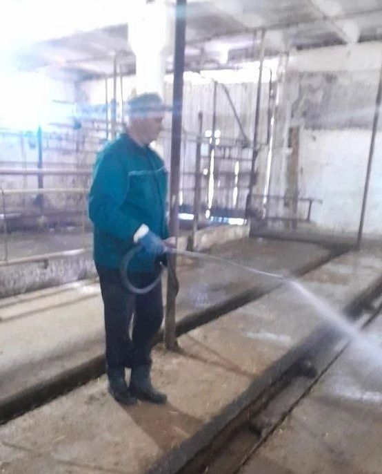 Хуҗалыкларда дезинфекция көне: Арча районында мал сәламәтлеген саклау чаралары көчәйтелә