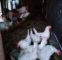 Кош гриппы – сак булыгыз!