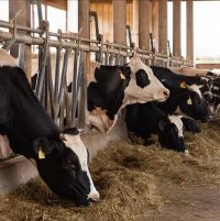 Кыш көне терлек асраучыларга киңәшләр