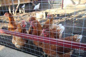 Татарстан районнарында кош гриппы таралу сәбәпле карантин кертелде