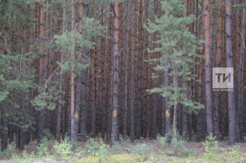 Мунча өчен нинди агач яхшы?