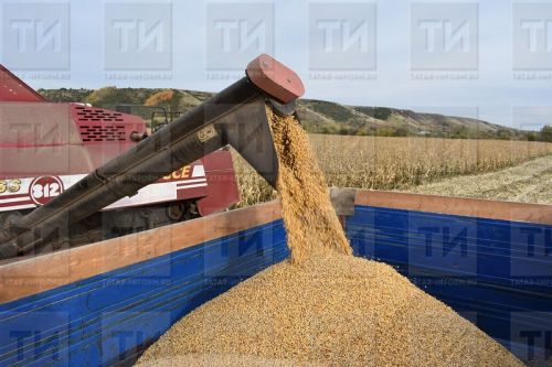 Фермерлар чаң кага: складта яткан ашлык белән нишләргә?