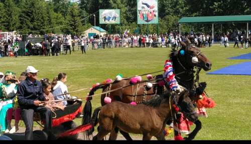 Эх, җигүле атлар! Хәзер сез Сабантуй күрке! Элек сез тормышны җигелеп тарткан малкайлар булгансыз! (ВИДЕО)