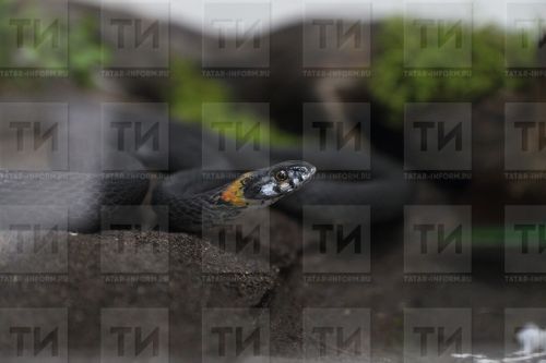 50 яшьлек хатынны елан йоткан