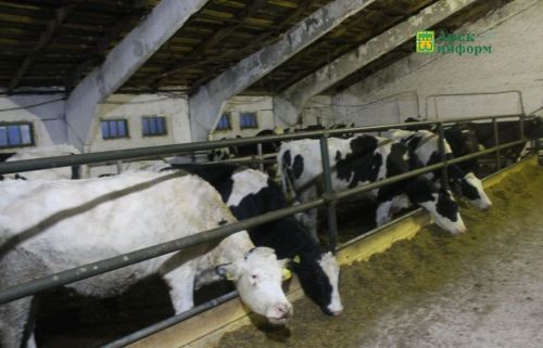 “Шәхси хуҗалыкларны саклап калу – төп бурыч”: Ленар Абдуллин белән әңгәмә