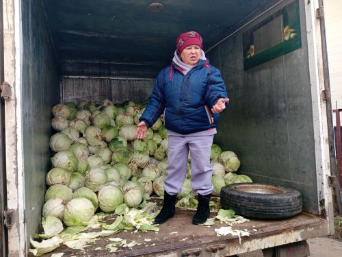 Бөтен Арча, Күпербаш халкы кәбестә тозлый