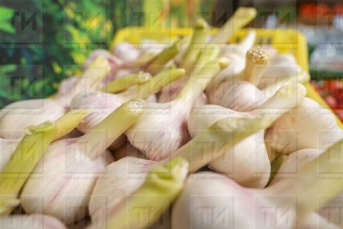 Язын сарымсакны ничек һәм кайчан утыртырга?
