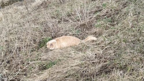 Казансу паркын песиләр ярата...
