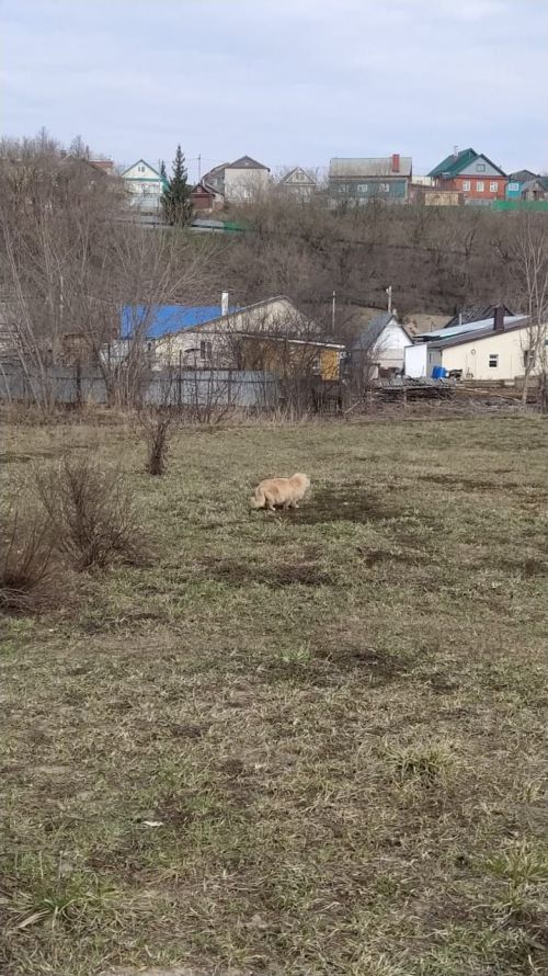 Казансу паркын песиләр ярата...