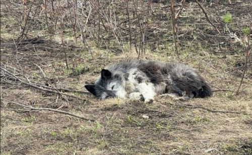 «Көлгә әйләнгән йорт нигезеннән китми»: Хатикога тиң эт янгында һәлак хуҗасын көтеп яши