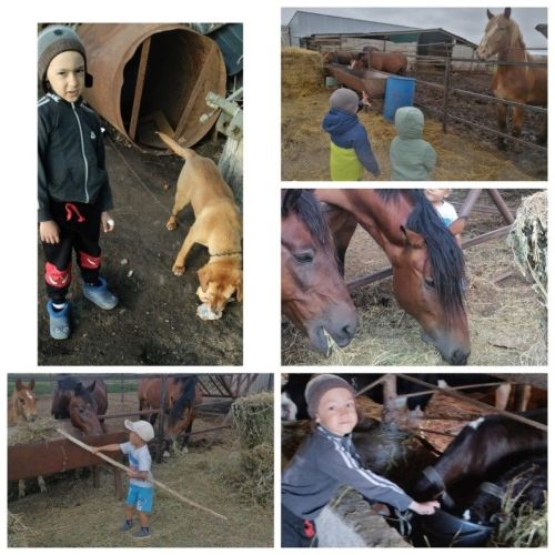 Иске Ашыт балалар бакчасы “Экояз” бәйгесендә катнаша: балалар дүртьаяклы дусларын кайгырта