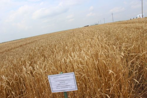 Министр Арчада