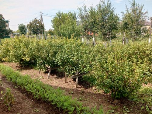 Мәктәпләр яңа уку елына, балалар бакчалары балаларны кабул итәргә әзер