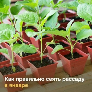 Гыйнвардан усемлекләрне утырта башласаң була