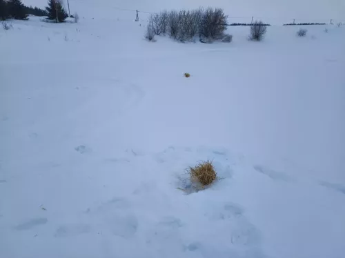 Рыбе быть!