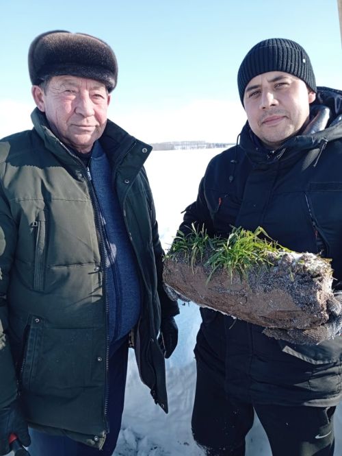 Басуларда нихәл