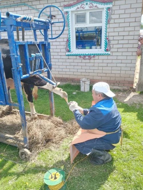 Терлекләр сәламәтлеге игътибар таләп итә: тоякларны вакытында кисү мөһим