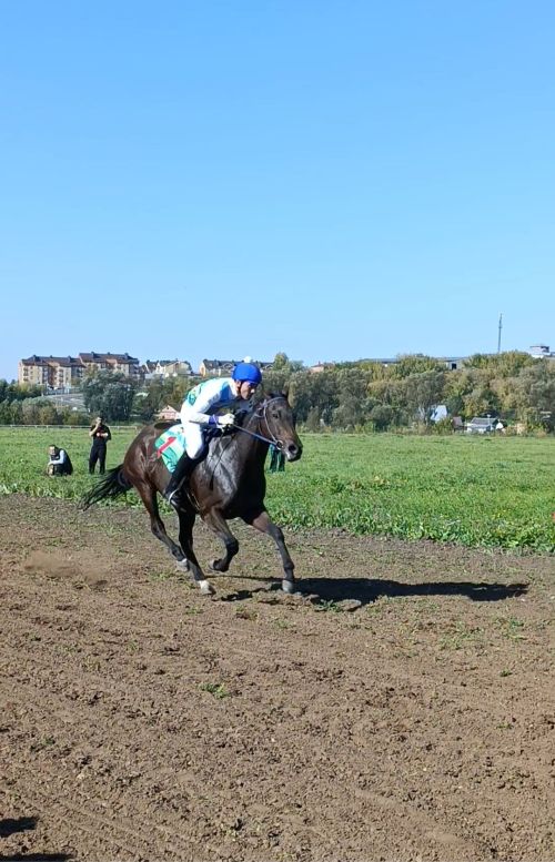 Алар ат ярата