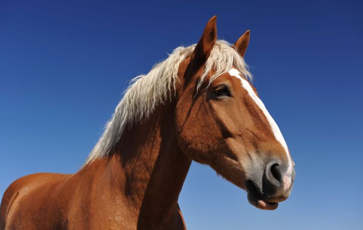 «Рогатый» конь
