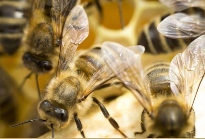 Вниманию пчеловодов! Общество "Возрождение" предупреждает.
