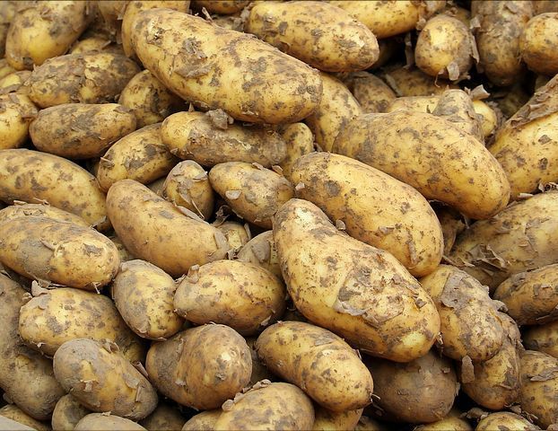 Когда копать картофель, чтобы он лучше и дольше хранился?