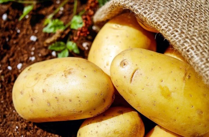 Фермеры предсказали подорожание картофеля в России осенью