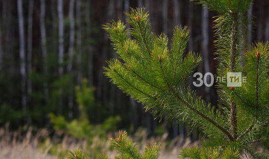 Лесники Татарстана выполнили план по лесовосстановлению на четыре года раньше