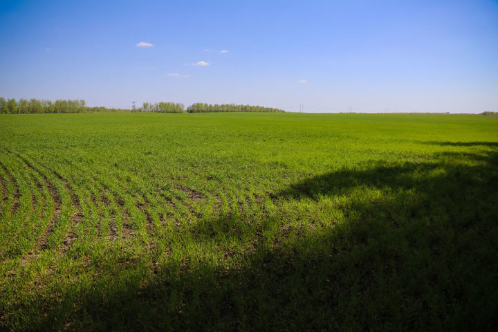 “Ак барс” агрокомплексы” һәм Шакирҗанов фермер хуҗалыгы арасындагы бәхәсне арбитраж суд карый