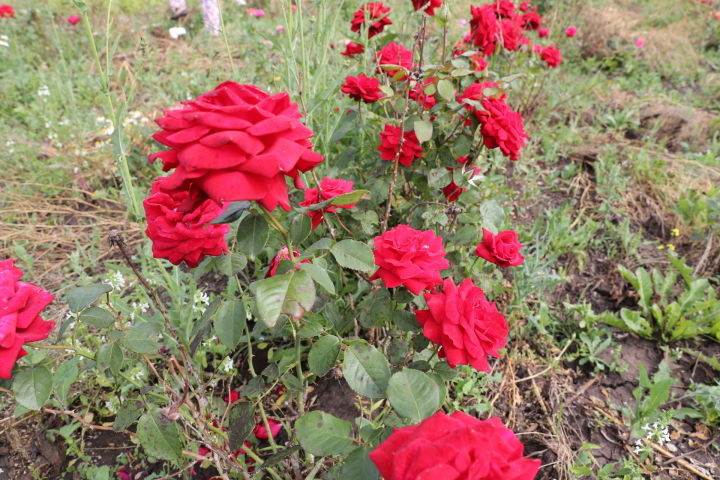 Кызыл розалар (хикәя)