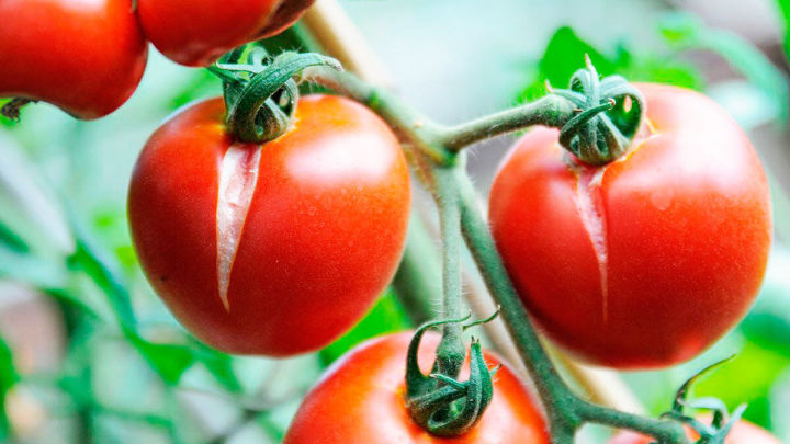 Почему трескаются помидоры и как это исправить