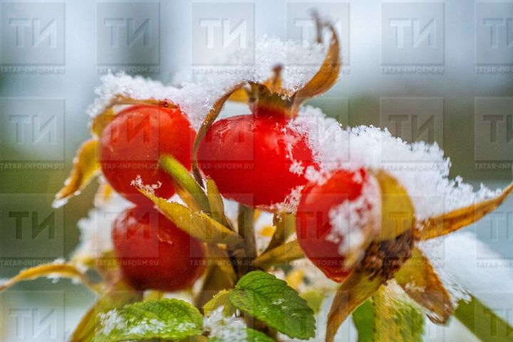 Халык синоптигы: “Декабрь ахыры салкын булмас”