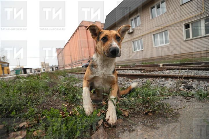 Этләрне үзләрен генә урамга чыгарып җибәрүчеләрне штрафка тартырга тәкъдим иткәннәр