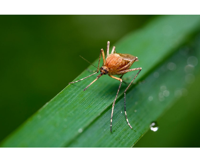 Малярия: как себя обезопасить