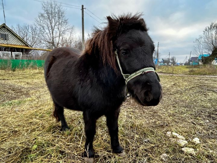 Пони очраштырды