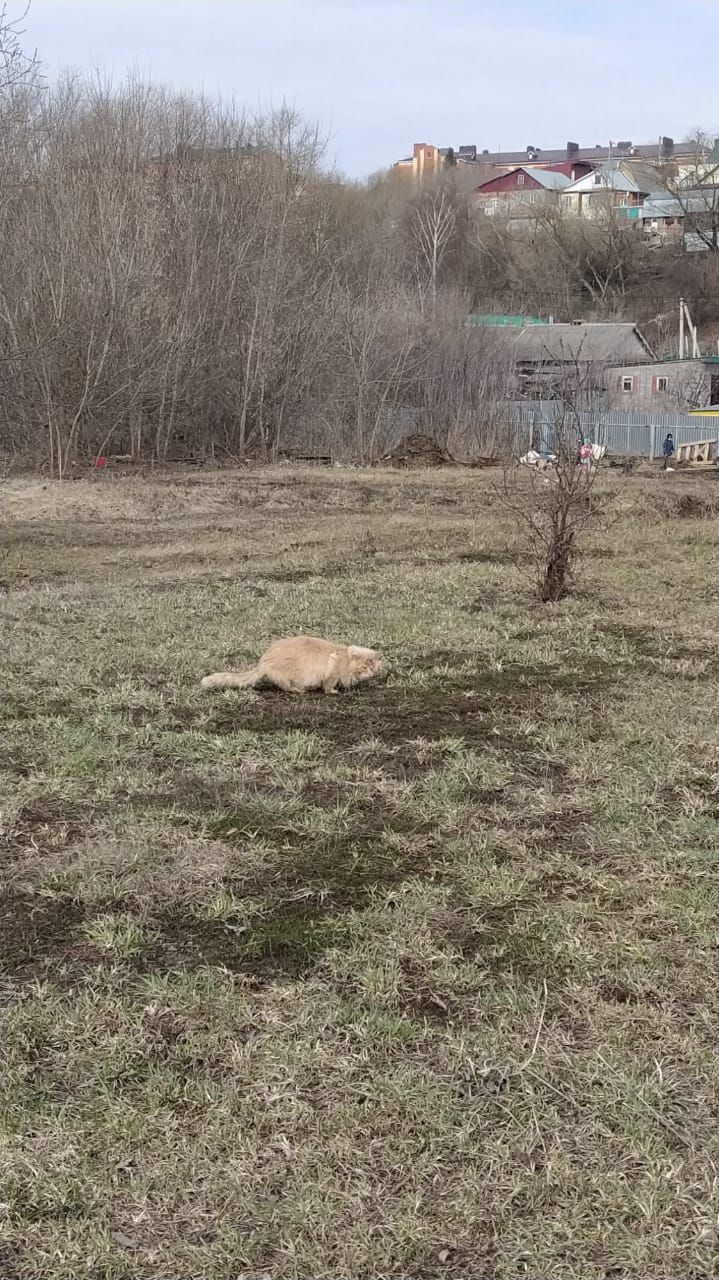 Казансу паркын песиләр ярата...