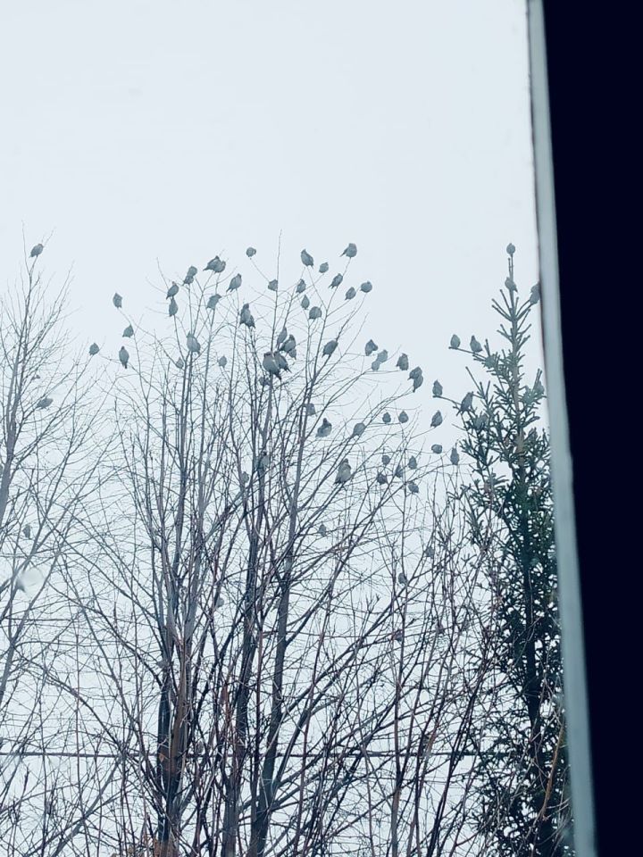 Хезмәттәшебез Ильяс Фәттаховның оныгы да үзенә охшаган: кошлар ярата