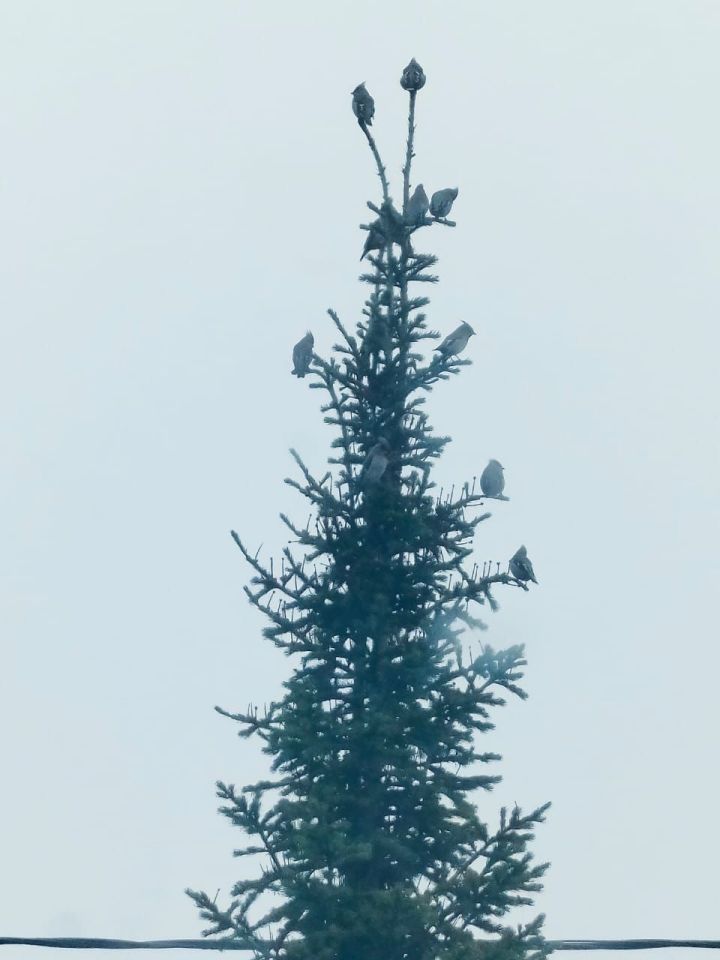 Хезмәттәшебез Ильяс Фәттаховның оныгы да үзенә охшаган: кошлар ярата