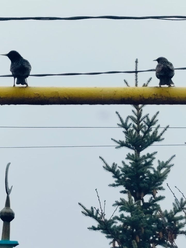 Хезмәттәшебез Ильяс Фәттаховның оныгы да үзенә охшаган: кошлар ярата