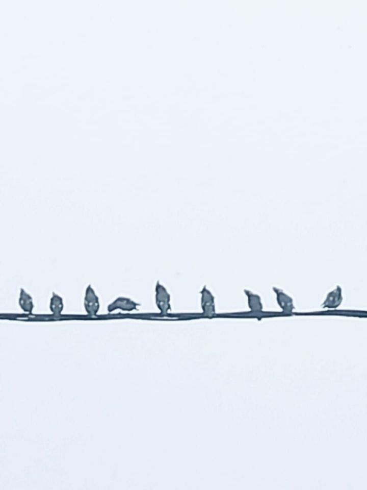 Хезмәттәшебез Ильяс Фәттаховның оныгы да үзенә охшаган: кошлар ярата