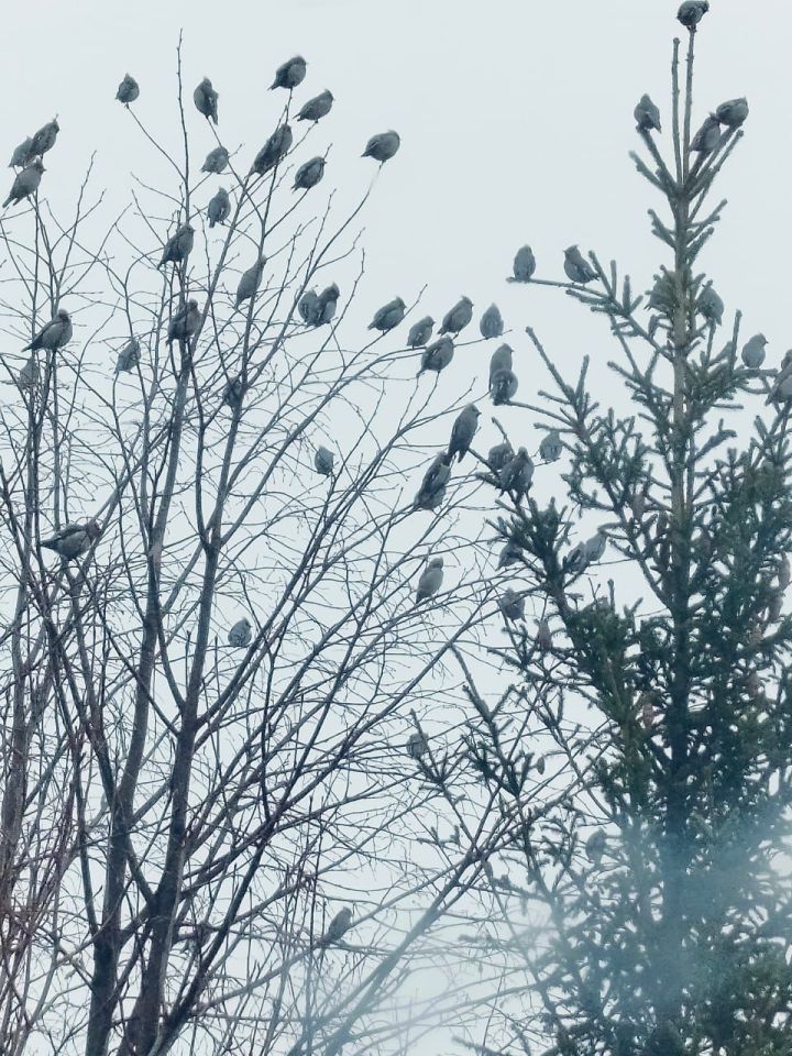 Хезмәттәшебез Ильяс Фәттаховның оныгы да үзенә охшаган: кошлар ярата