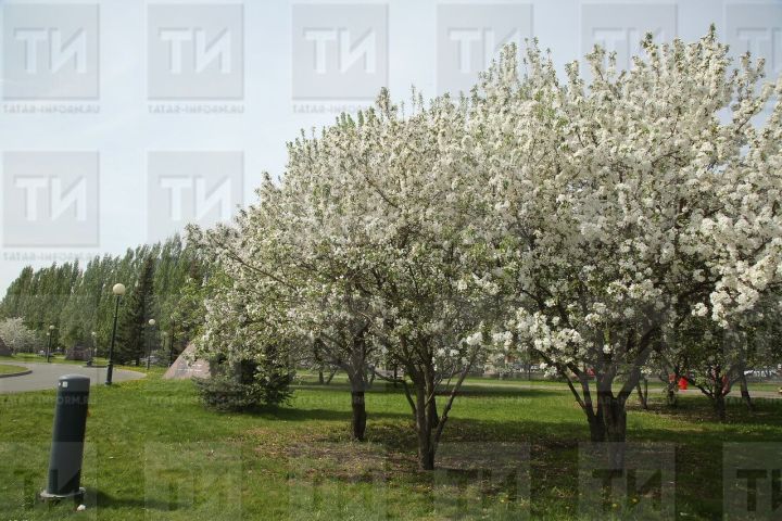 Җимеш чәчәкләренә кырау тимәсен өчен нишләргә?